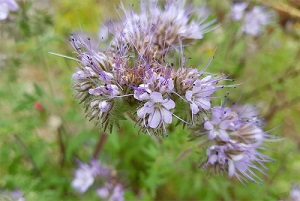 Engrais verts à semer et cultiver au potager